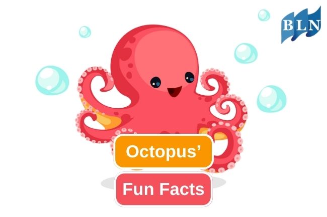 Here are 12 Fun Facts of Octopus